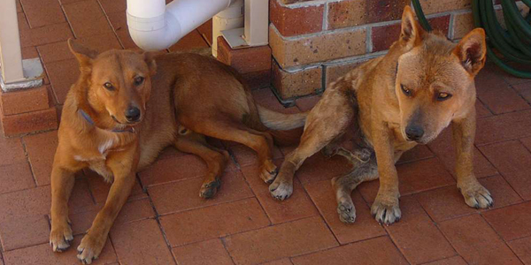 Judy's first foster dogs, Yogi and Wally.